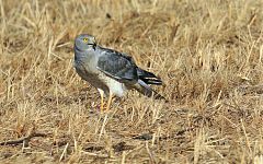 Northern Harrier